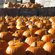 Illustration for article titled New Mexico Spares No Expense In Prosecuting Dastardly Pumpkin Thief